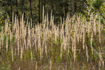 The reeds in the autumn in the sun