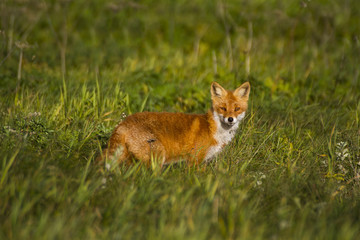 Naklejka na ściany i meble Red Fox in grassy meadow.