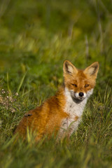Red Fox in grassy meadow.