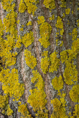 Yellow lichen on tree bark destroys the forest.