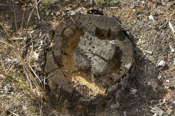 Old, rotten tree stump which ate the bugs.
