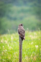 Great Gray Owl (Strix nebulosa)