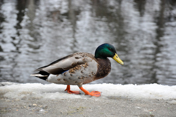 Male Mallard searches for food in the melting snow
