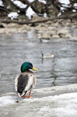 Male Mallard sitting the melting snow on the bank of a creek