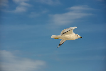 Seagull flying left to right against blue sky
