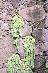 Donkey tail succulent cascading from volcanic rock wall