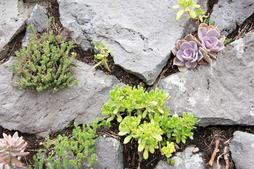 Variety of succulents growing between volcanic stones