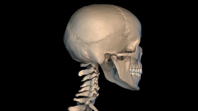 Human skull rotating, animation