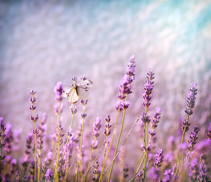 White butterfly on lavender flower lit by sunlight