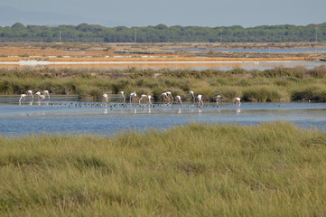paisajes de aves y marismas en las salinas