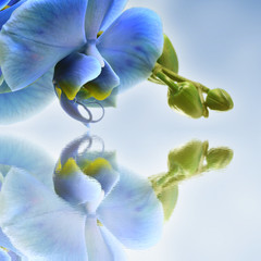 Blue flower orchid and water reflection