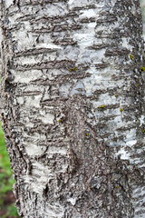 Plum tree bark