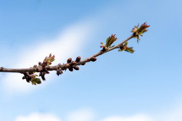 Wild cherry tree blossom buds against blue sky