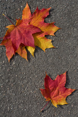 Autumn colorful leaves on asphalt as background. View from above.