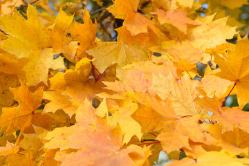 Naklejka na ściany i meble Autumn leaves as background. Selective focus.