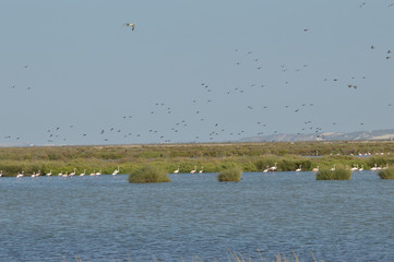 paisajes de aves y marismas en las salinas 