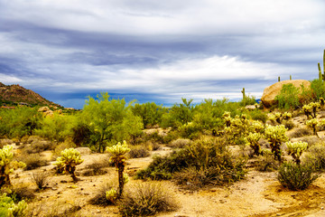 Desert landscape with Boulders with Saguaro and Cholla Cacti near the town of Carefree Arizona