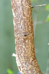 Fototapeta premium Plum tree bark