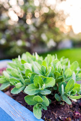 Sedum succulent plant in a blue planter box at sunset with tree in yard in background