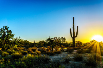 Sunrise with Sun Rays shining through the Shrubs in the Arizona Desert with a Saguaro Cactus in the...