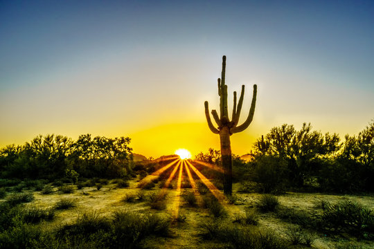 Fototapeta Sunrise with Sun Rays shining through the Shrubs in the Arizona Desert with a Saguaro Cactus in the Foreground