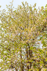Wild cherry tree blossoming at sunset in springtime bathed in golden light