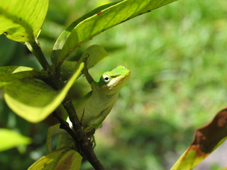 Gree Lizard looking from tree