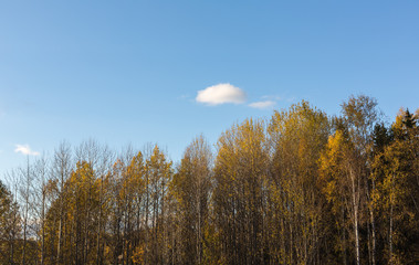 Autumn coloured trees bathing in sunlight in October