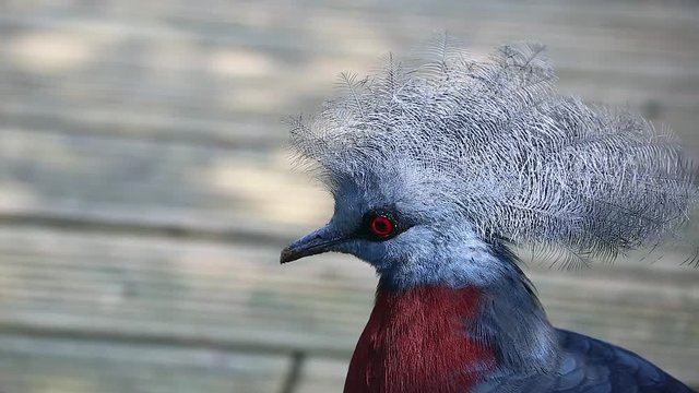 Close Up Portrait Of A Southern Crowned Pigeon