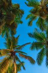 palm sun top