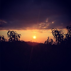 orange sky with sun and trees