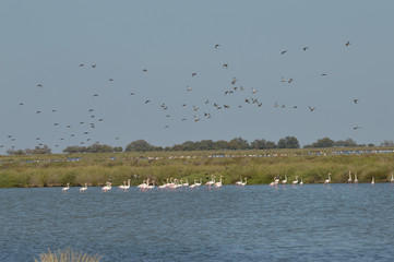 paisajes de aves y marismas en las salinas 