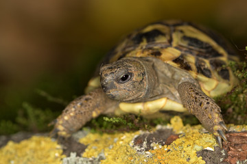 Hermann's tortoise, Testudo hermanni in nature