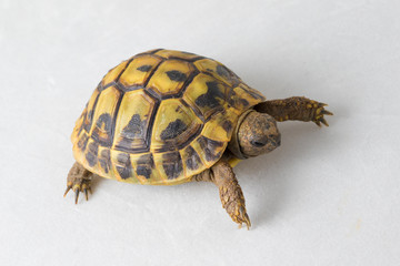 Hermann's tortoise, Testudo hermanni on white