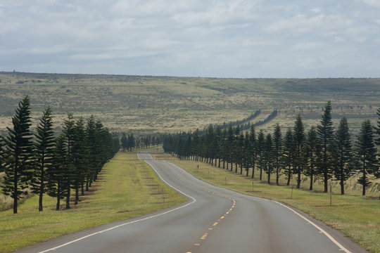 Lanai Pine Road Hawaii