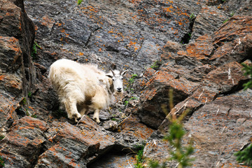 Mountain goat (Oreamnos americanus)
