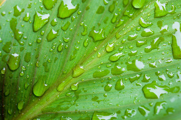 Close up of water drops on a green leaf