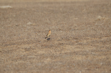 paisaje de aves y marismas en las salinas  