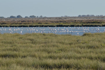 Fototapeta premium paisaje de aves y marismas en las salinas 