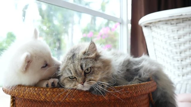 Cute siberian husky and persian cat lying in basket bed,slow motion