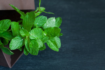 Fresh mint leaves on black background