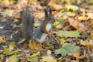 squirrel with a nut