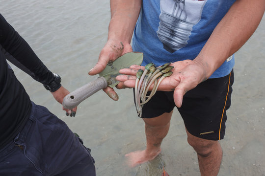 Tongue Shell or Lamp shell (Lingula unguis)in hand,on the beach of south thailand,,Residents found embedded in a coastal sandy lane. Residents along coastal shallow sea floor was solid mud or mud .
