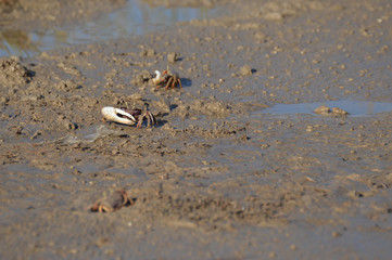 paisaje de aves y marismas en las salinas 