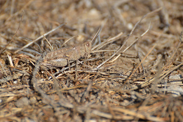 paisaje de aves y marismas en las salinas 