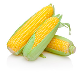 Three corn cob isolated on white background