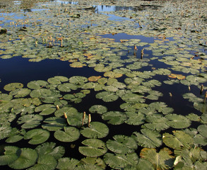 Lotus leaf pond background/texture