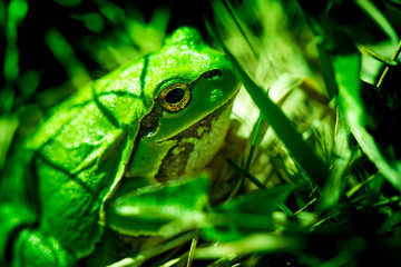 Macro shot of a European tree frog, hiding in the grass.