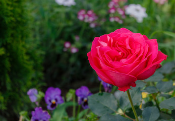 Red rose in the garden