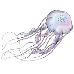 Fototapeta premium vector hand drawn jellyfish in doodle style